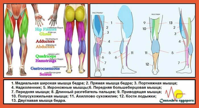 Почему немеет нога выше колена. Подергиваются мышцы на ногах. Сократилась мышца в ноге. Дёргается мышца на ноге. Подергивание мышц бедер.