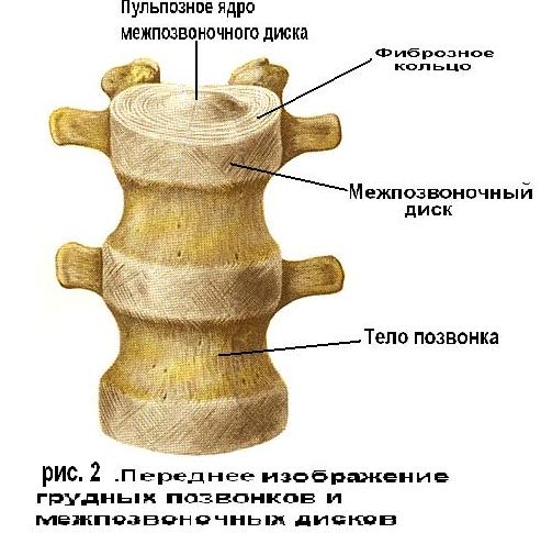 Высота межпозвоночного диска