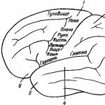 Dasar morfologi lokalisasi dinamis fungsi di korteks serebral (pusat korteks serebral) Sel neuroglial berperan