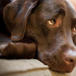 Sarcoma in a dog: symptoms and treatment What are the signs of sarcoma on the leg of a dog